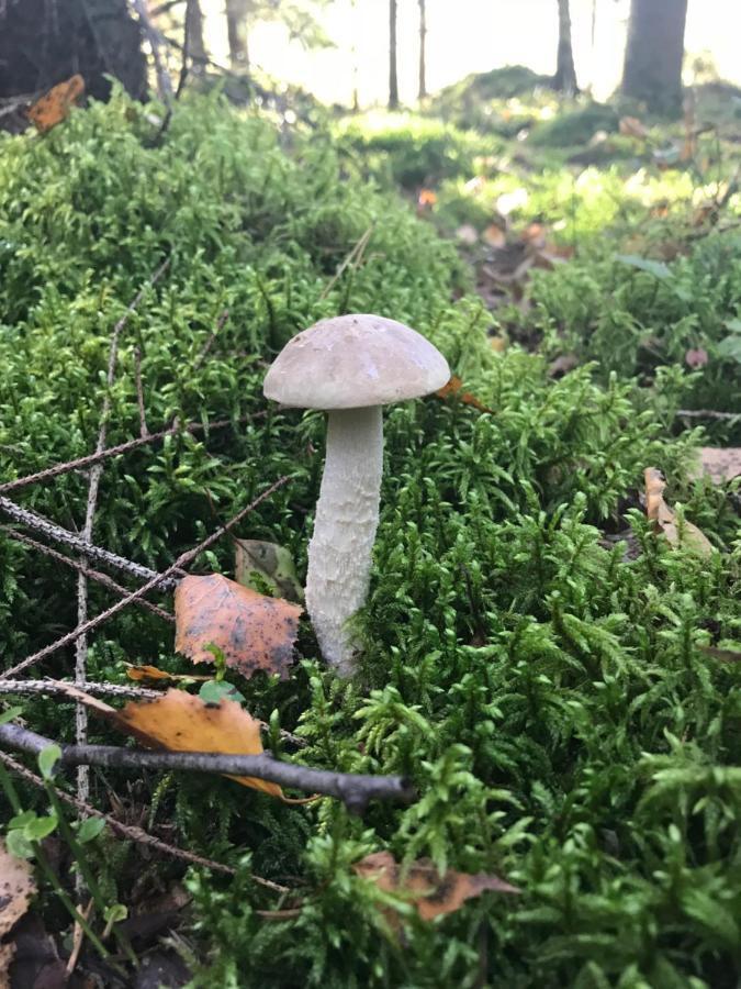 Gawramaszki - Agroturystyka - Komfortowe Pokoje Z Lazienkami I Aneksami Kuchennymi Wegorzewo Ngoại thất bức ảnh